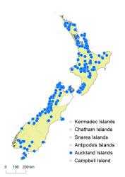 Sticherus cunninghamii distribution map based on databased records at AK, CHR and WELT, and supplemented with selected OTA records.
 Image: K. Boardman © Landcare Research 2015 CC BY 3.0 NZ
